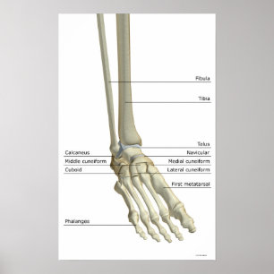Poster Os du pied 5