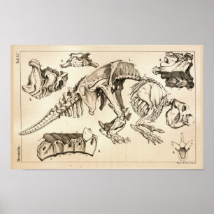 Poster Os Fossiles Squelette Anatomie animale Imprimer