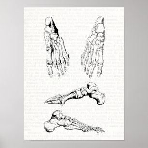 Poster Os humains d'anatomie de vieil art Médicale du