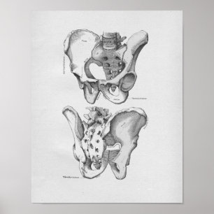 Poster Os pelviens d'illustration vintage d'anatomie