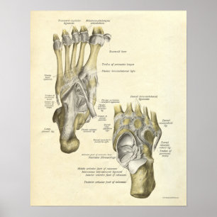 Poster Os vintages d'impression d'anatomie de pied