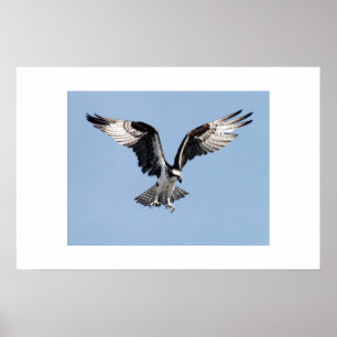 Poster Osprey
