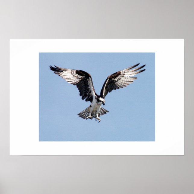 Poster Osprey (Devant)