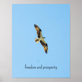 Poster Osprey