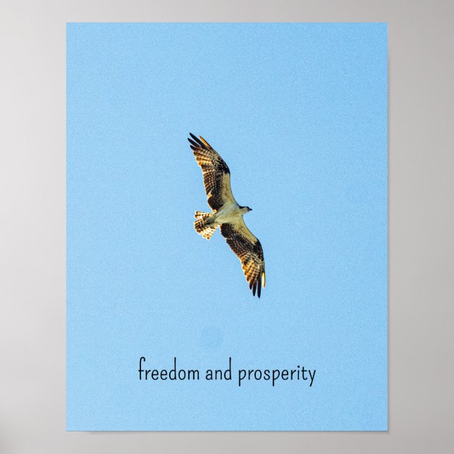 Poster Osprey (Devant)