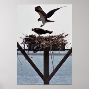 Poster Osprey