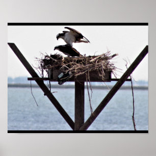 Poster Osprey