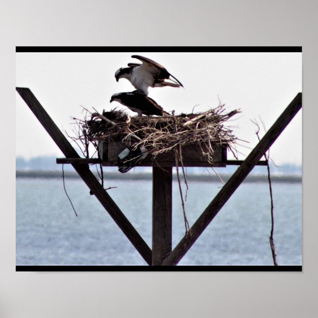 Poster Osprey (Devant)
