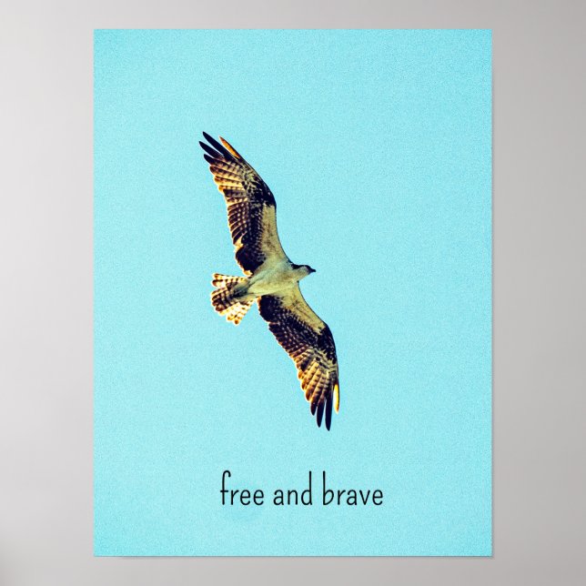 Poster Osprey (Devant)