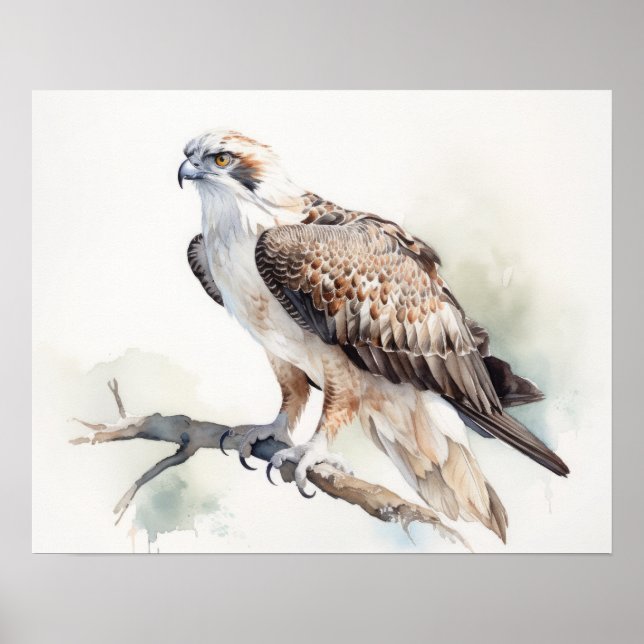 Poster Osprey Bird Art Imprimer l'affiche (Devant)