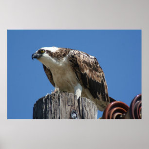 Poster Osprey Bird Imprimer