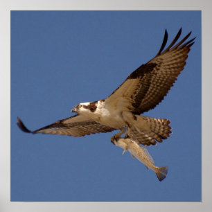 Poster Osprey Fisher