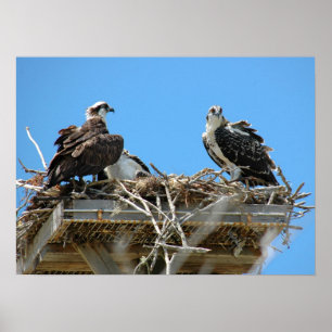 Poster Osprey Mommy & Baby