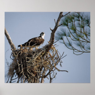 Poster Osprey Nest