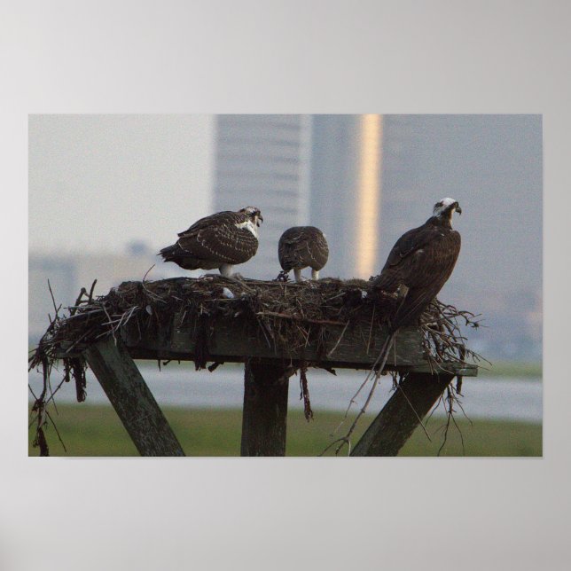 Poster Osprey Nest (Devant)
