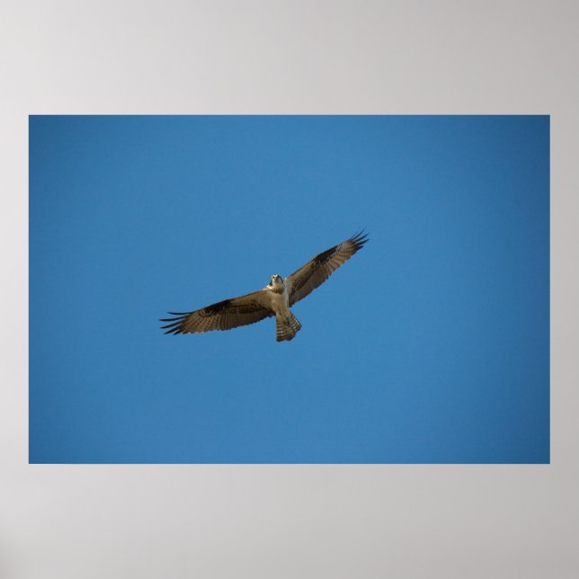 Poster Osprey "Roi de la rivière Morte" (Devant)