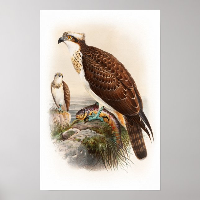 Poster Osprey Sea Hawk John Gould Oiseaux de Grande-Breta (Devant)