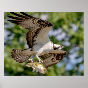Poster Osprey with a large mouth bass