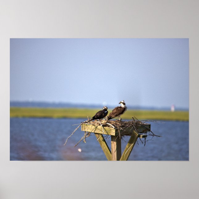 Poster Ospreys dans le nid Photo (Devant)