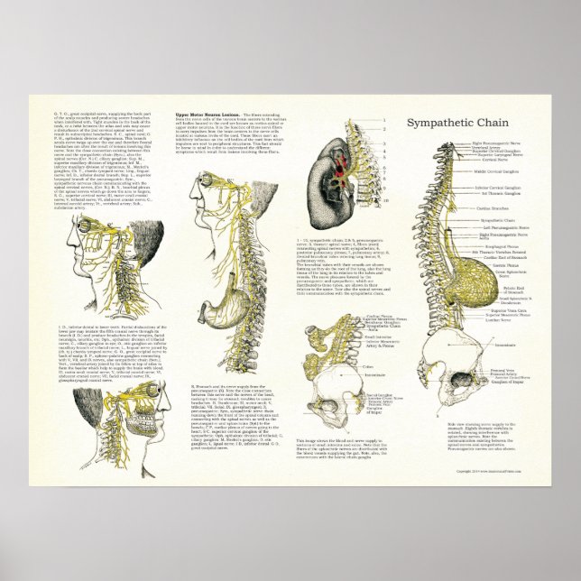 Poster Ostéopathique Sympathétique Chaîne Nerve (Devant)