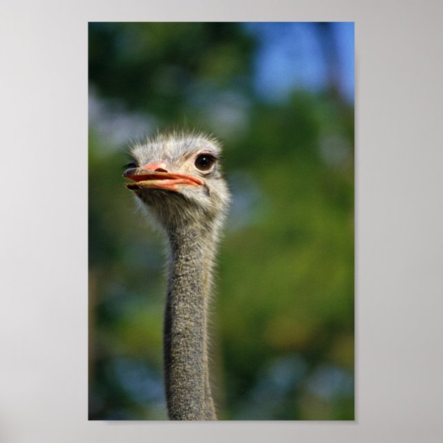 Poster Ostrich (Devant)