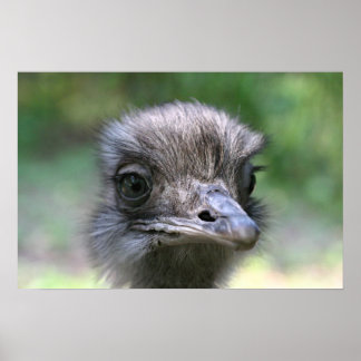 Poster Ostrich