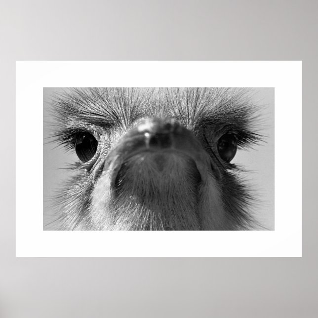 Poster Ostrich#1-Poster (Devant)