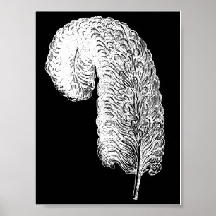 Poster Ostrich Feather Print