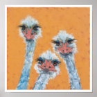 Ostrich Sisters
