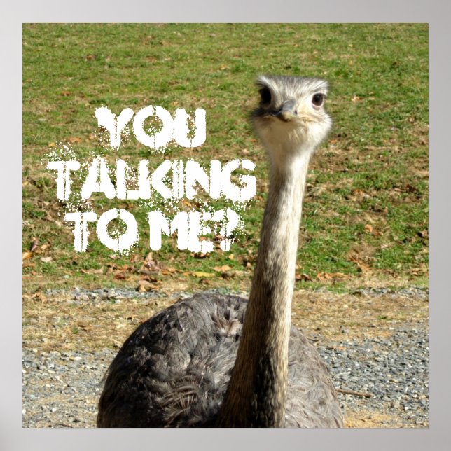 Poster Ostrich Tu Me parles ? (Devant)