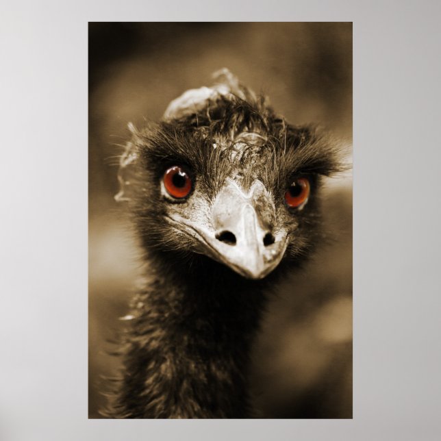 Poster Ostriches (Devant)