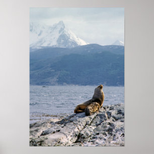 Poster Otaries dans le canal beagle - Argentine