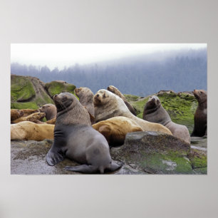 Poster Otaries de Steller - Tirages d'art
