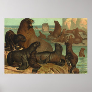 Poster Otaries sur la Plage, Animaux de la Vie Marine Vin