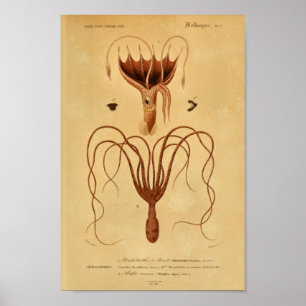 Poster Otopus Cephalopodes Illustration Vintage Imprimer