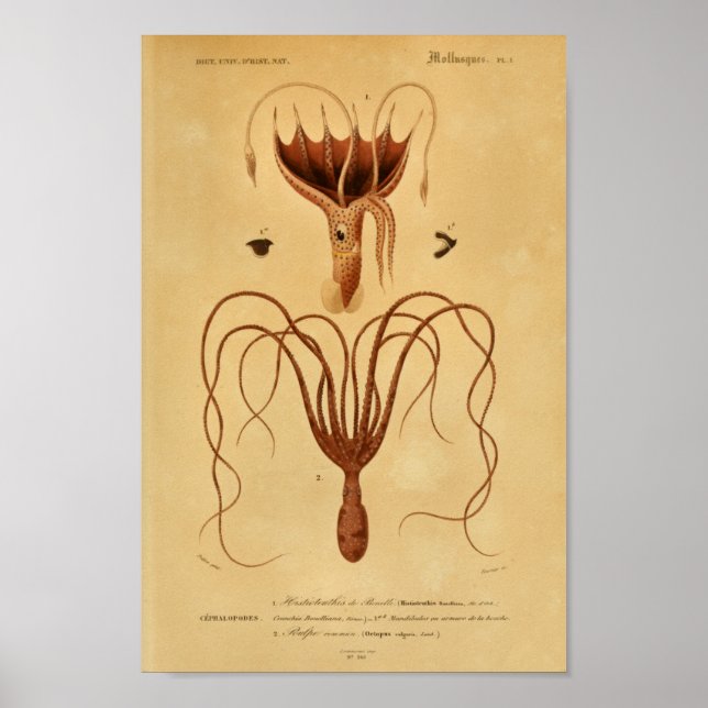 Poster Otopus Cephalopodes Illustration Vintage Imprimer (Devant)