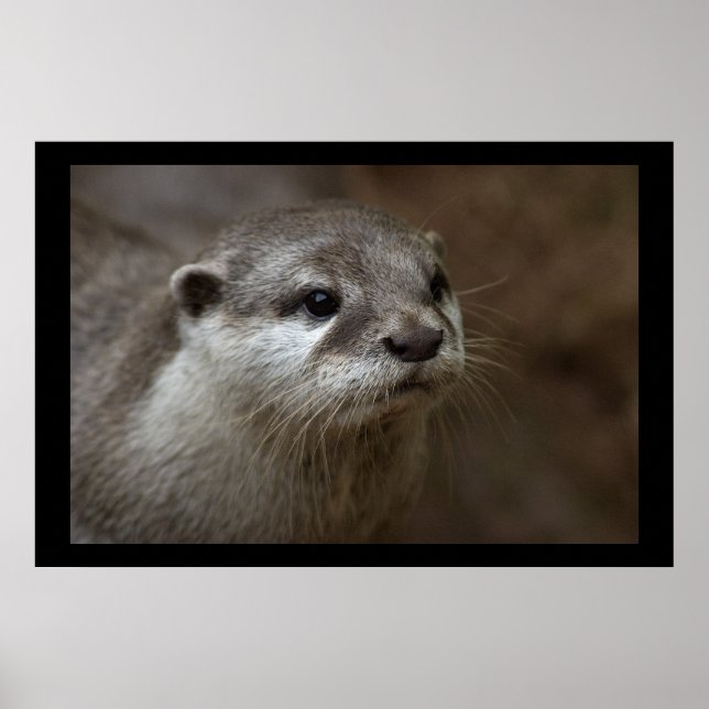 Poster Otter (Devant)