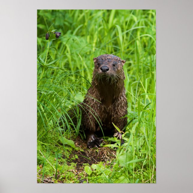 Poster Otter (Devant)