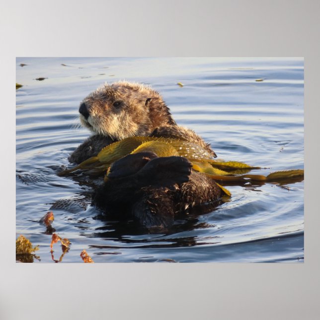Poster Otter de mer enveloppé à Kelp (Devant)