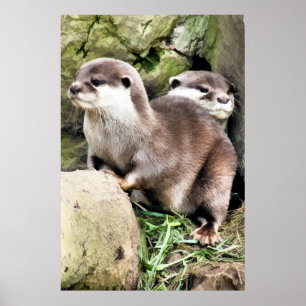 POSTER OTTERS