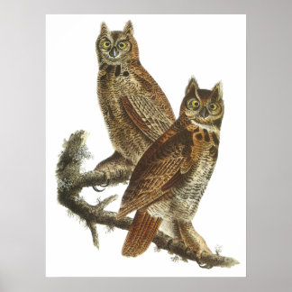 Poster ou imprimer Audubon Great Horned Owen