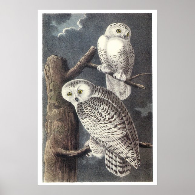 Poster ou imprimer Audubon Snowy Ows (Devant)