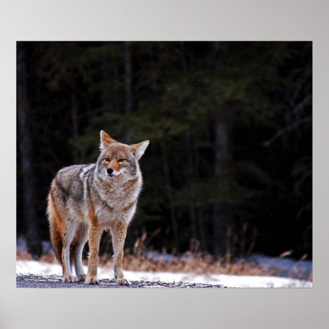 Poster ou imprimer Coyote (Devant)