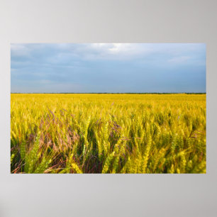 Poster Où le blé danse avec le vent - Nature sauvage