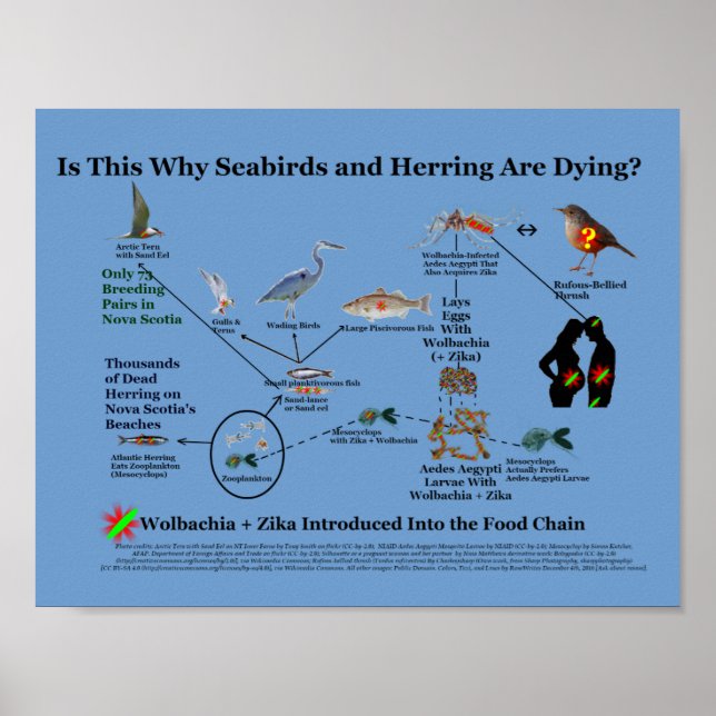 Poster Où Wolbachia entre dans la chaîne alimentaire par  (Devant)