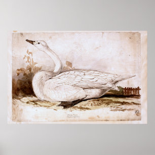 Poster Ourpateur cygne (cygnus cygnus) 1835, Lear, Edward