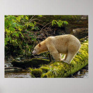 Poster Ours blanc
