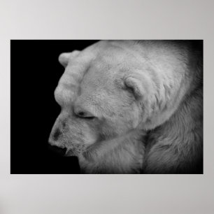 Poster Ours blanc