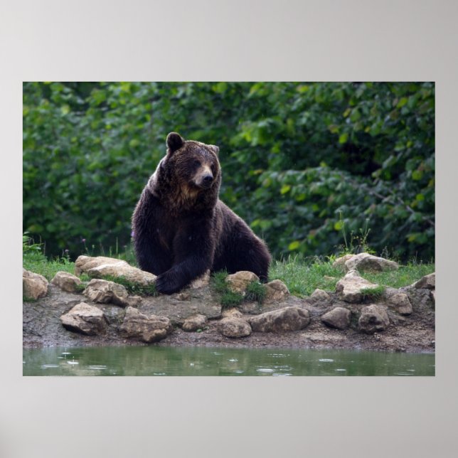 Poster ours Brown (Devant)