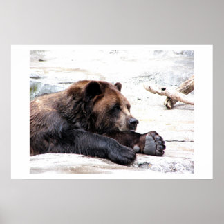 Poster Ours Brown